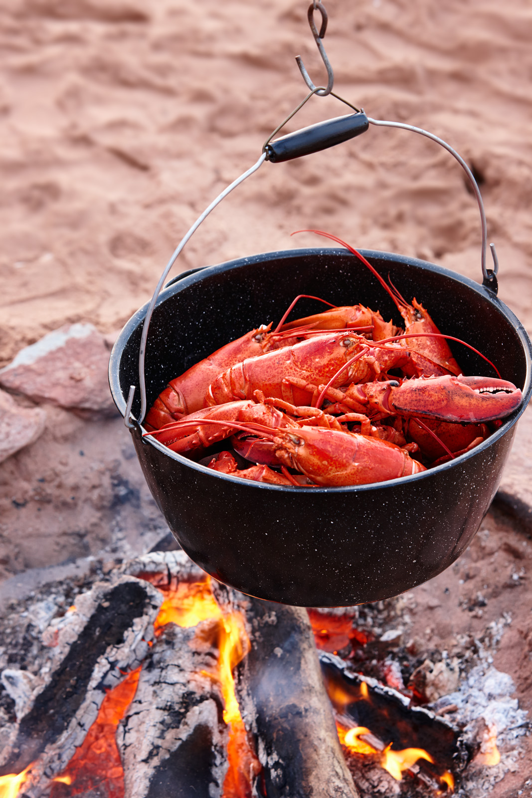 Red fox in the winter snow