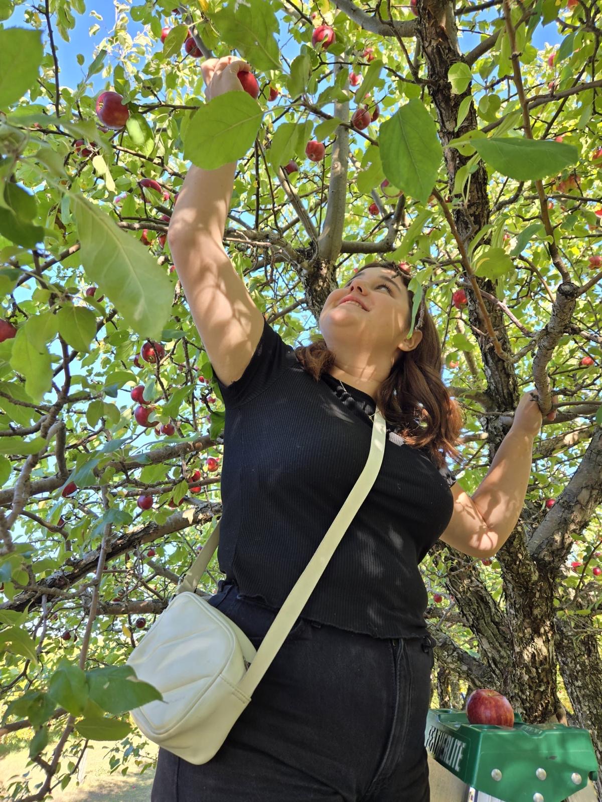 Person reaching up to pick a red apple from a tree on a sunny day