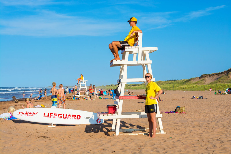 Field of purple lupins in bloom