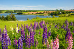 PEI lupins in a field